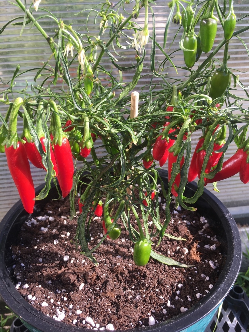 Семена острого перца Jalapeno Mutant