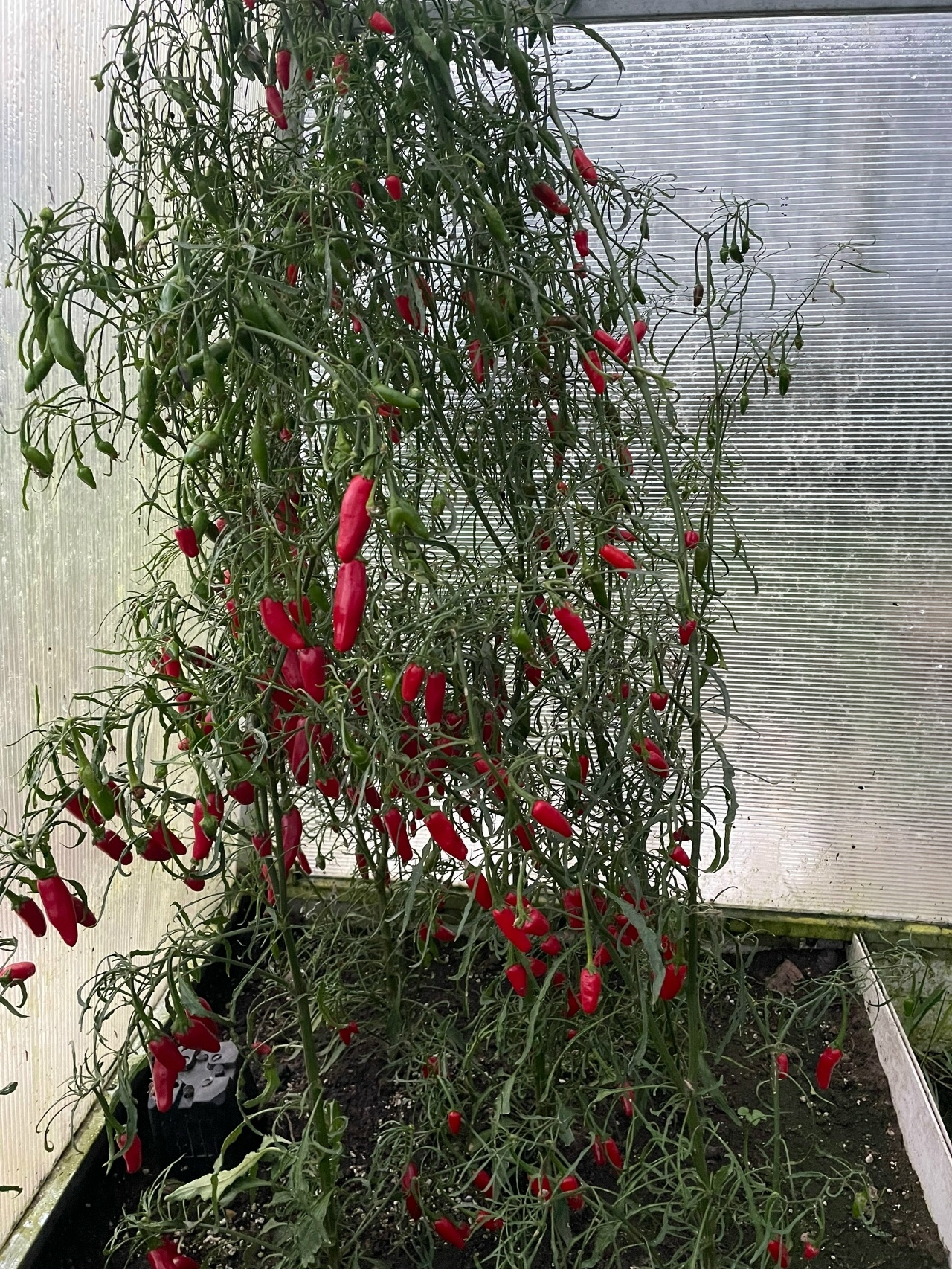 Сорт острого перца Jalapeno Mutant - фото 3