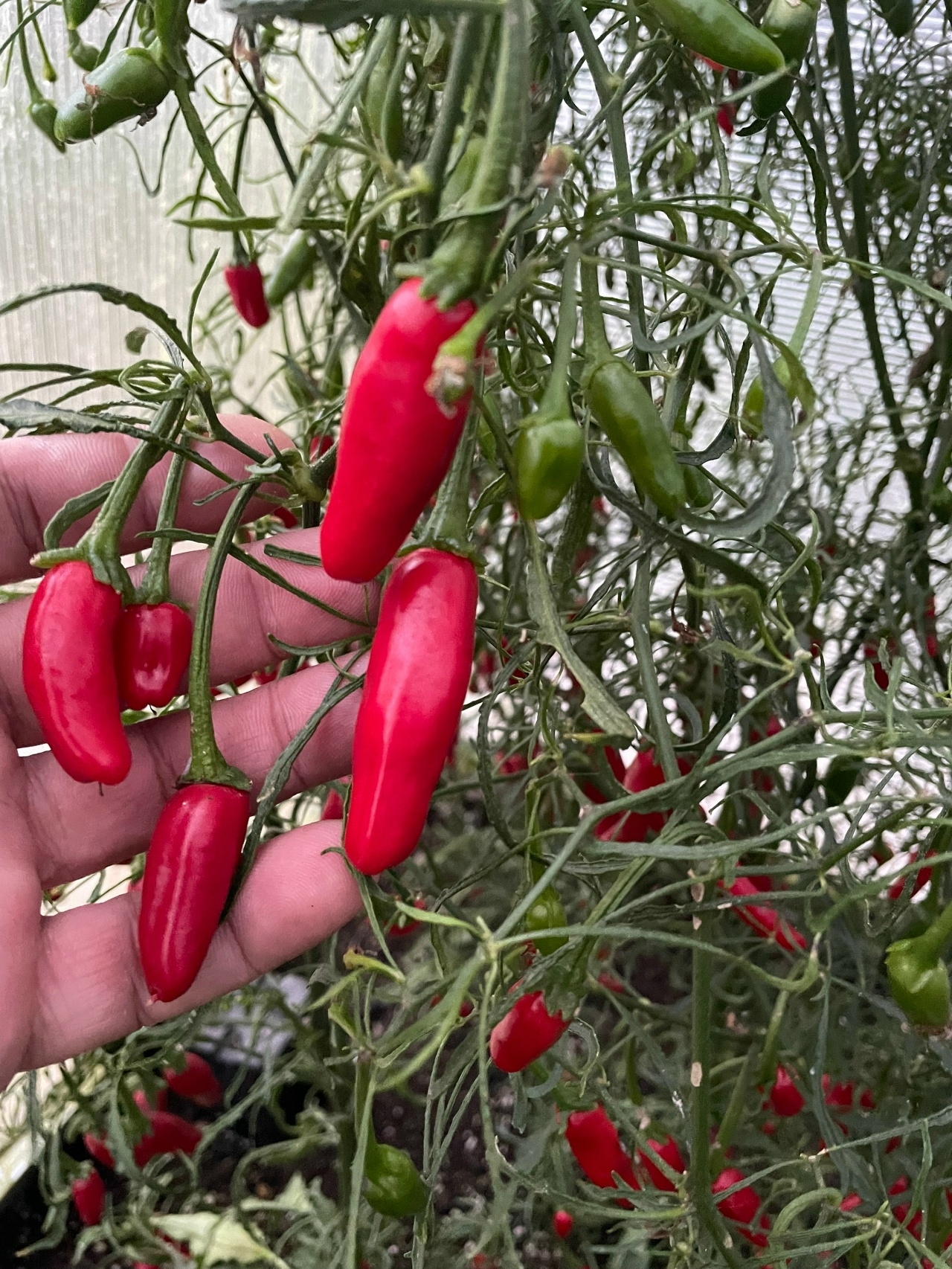 Плоды острого перца Jalapeno Mutant - фото 4