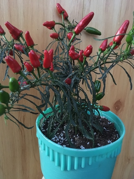 Семена острого перца Мутант с крупными плодами