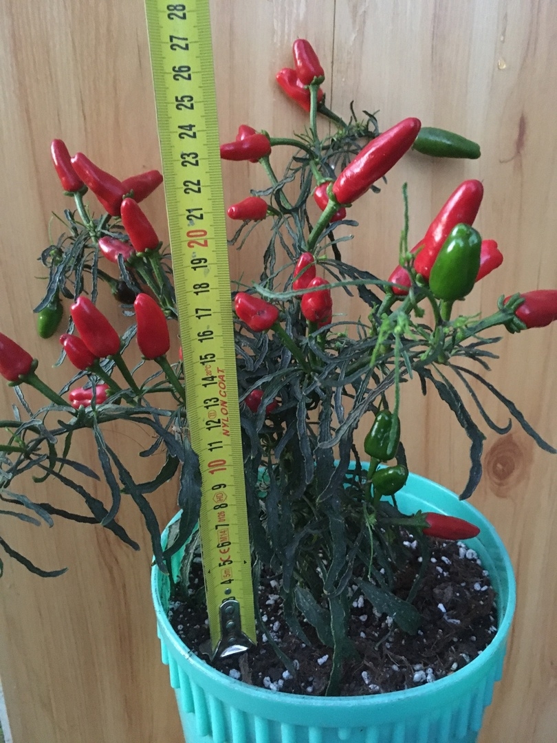 Выращивание острого перца Мутант с крупными плодами - фото 2