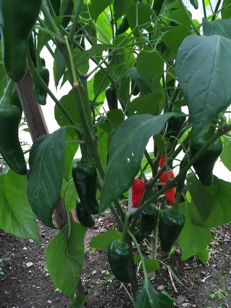 Семена острого перца Jalapeno El Jefe