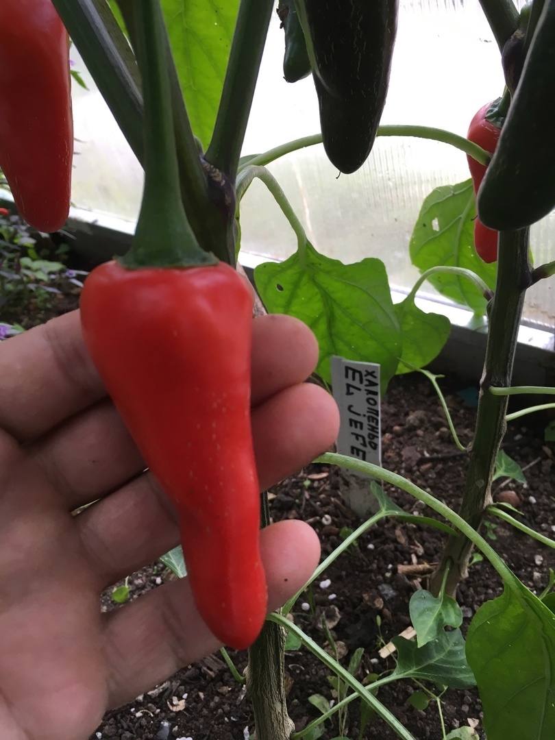 Выращивание острого перца Jalapeno El Jefe - фото 2