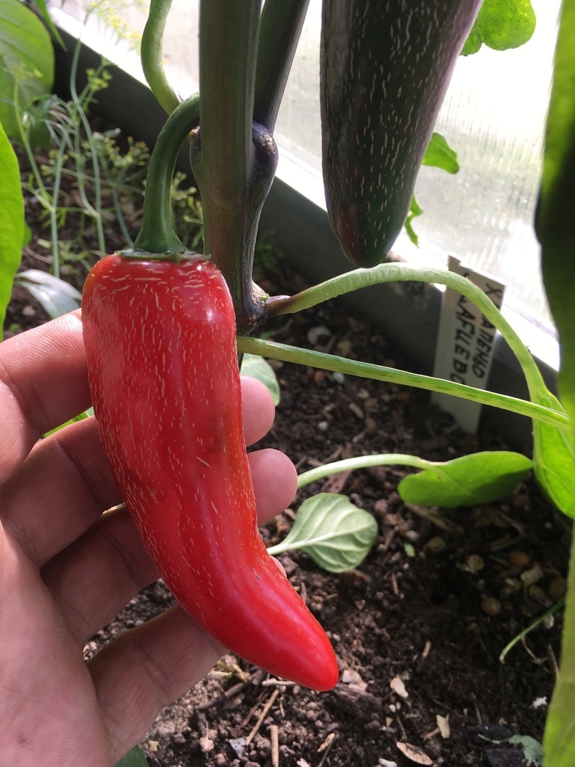 Семена острого перца Jalapeno Jalafuego