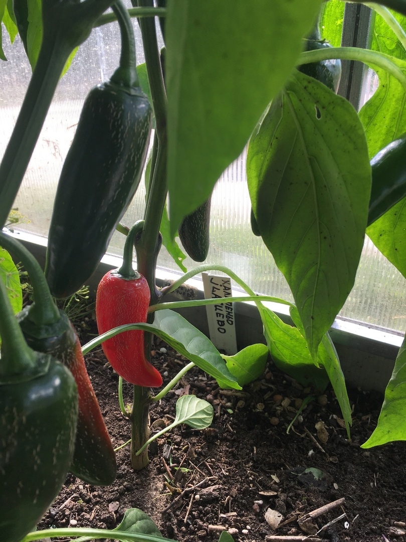 Выращивание острого перца Jalapeno Jalafuego - фото 2