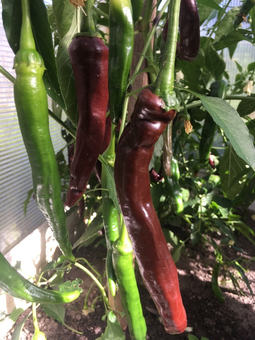 Семена острого перца Thunder choco brown