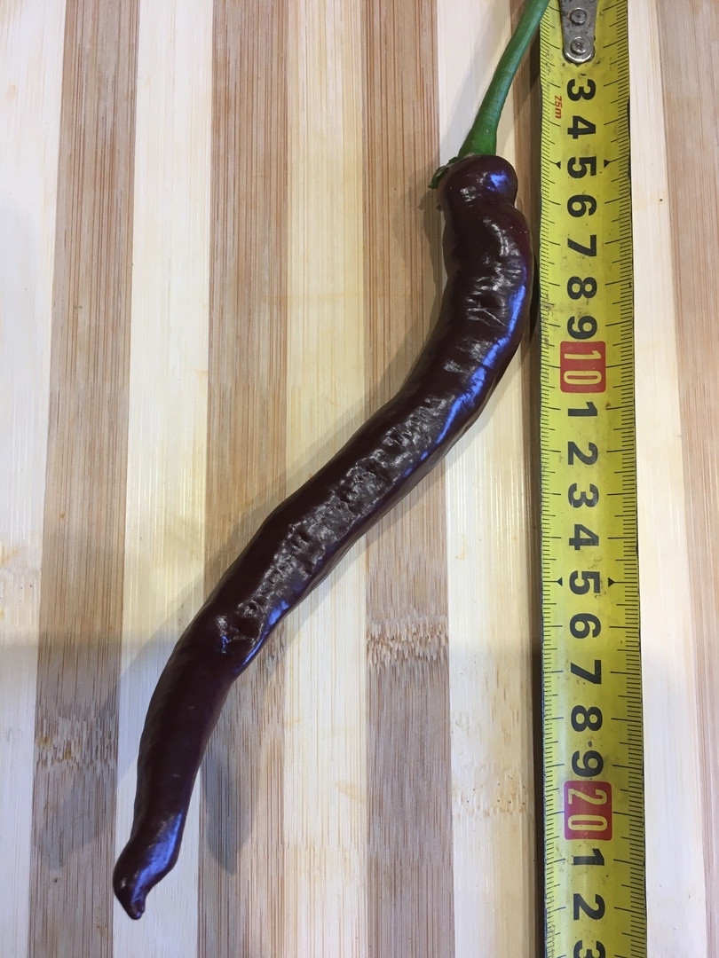 Выращивание острого перца Thunder choco brown - фото 2