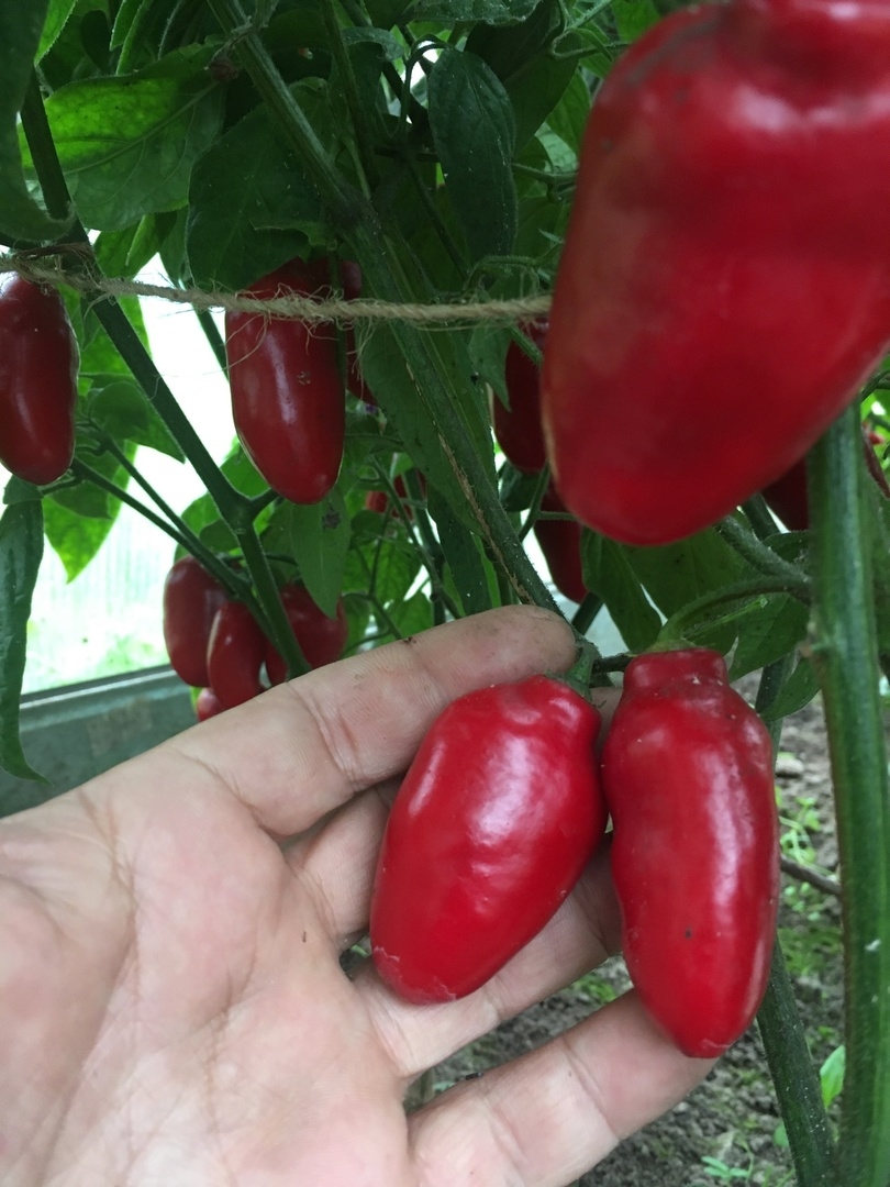 Семена острого перца Rocoto Gondol