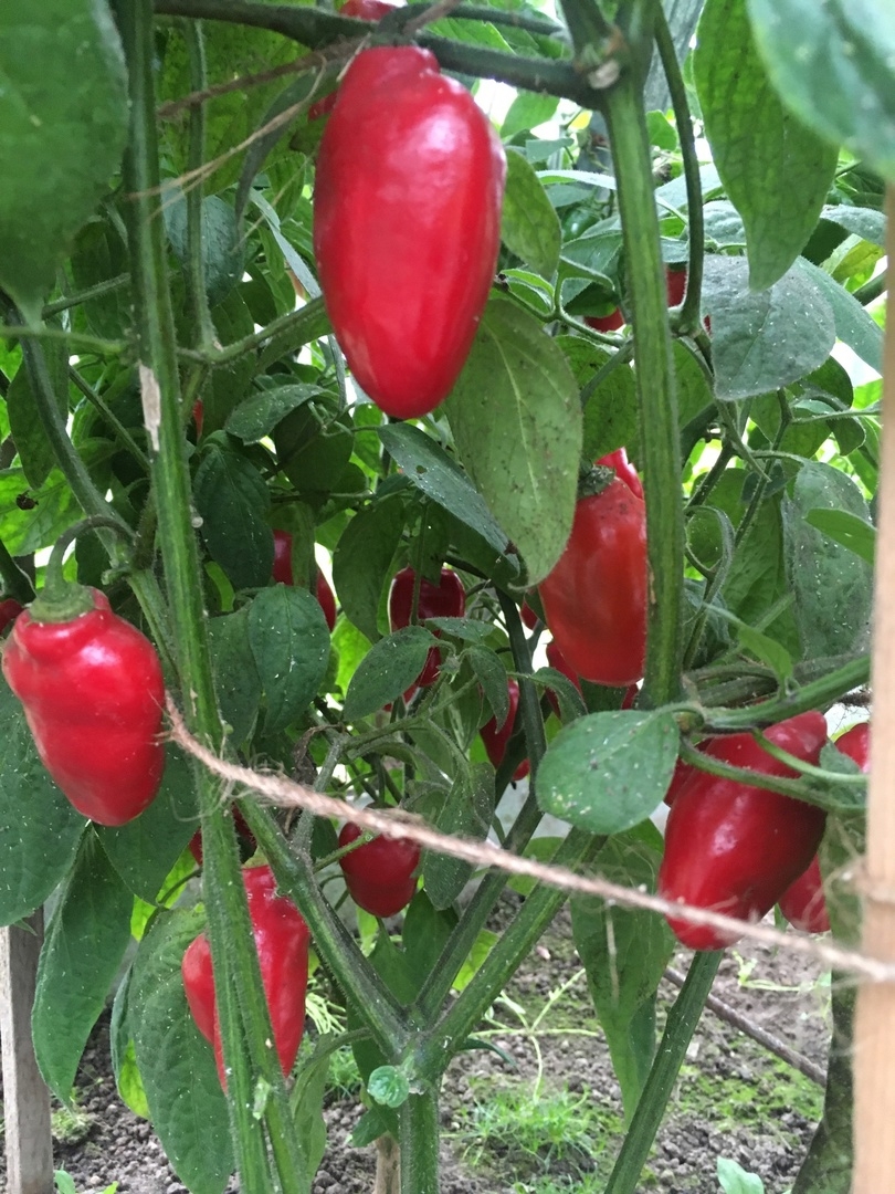 Выращивание острого перца Rocoto Gondol - фото 2