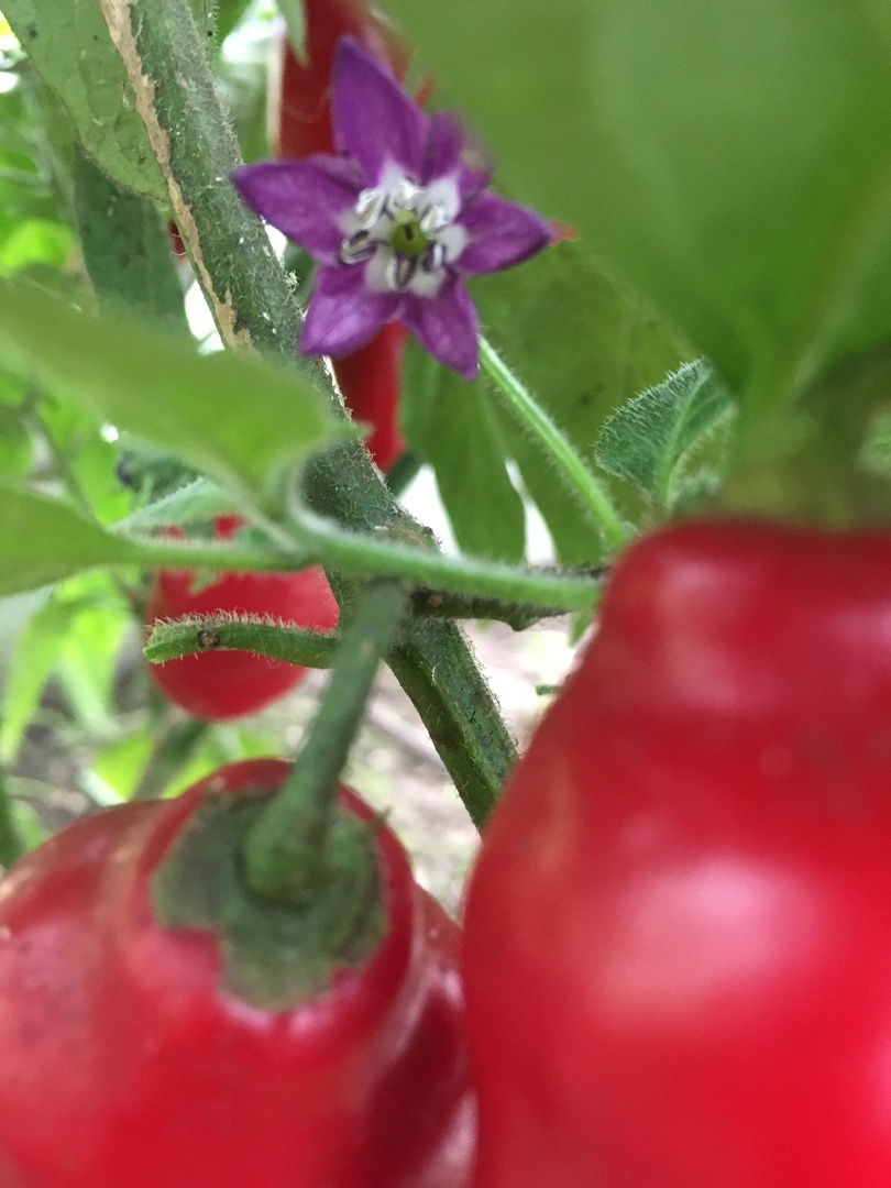 Плоды острого перца Rocoto Gondol - фото 4