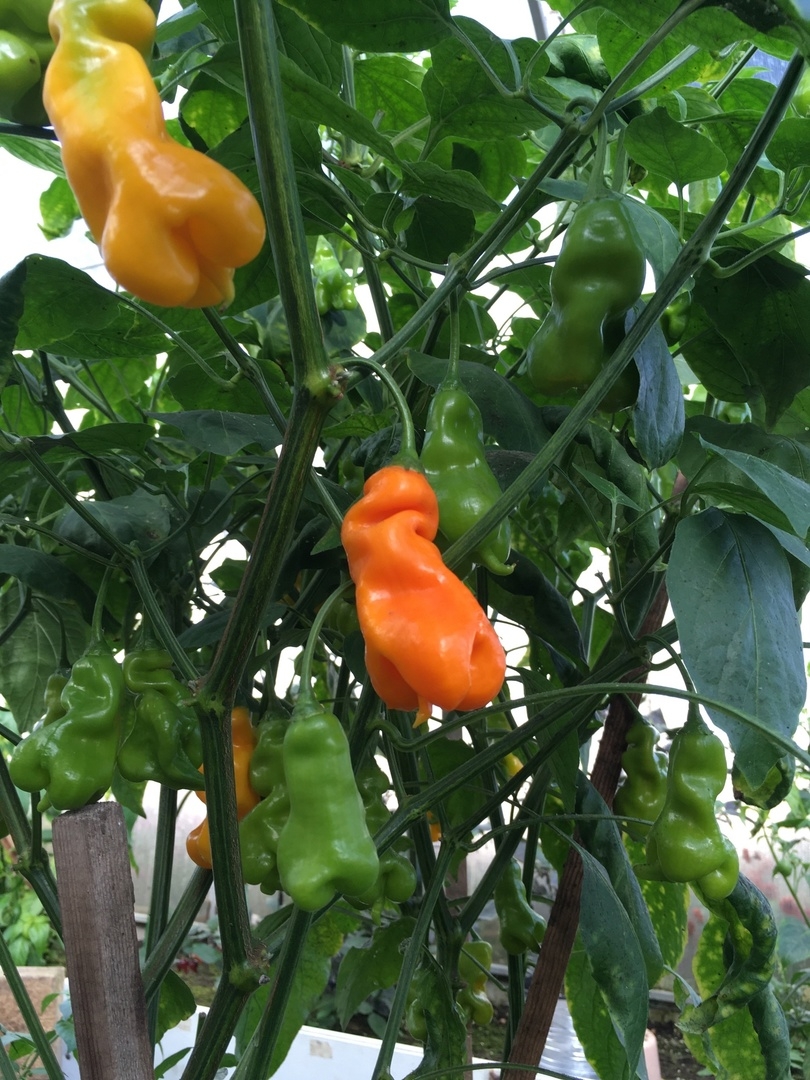 Семена острого перца Erotico