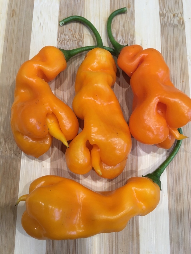 Выращивание острого перца Erotico - фото 2