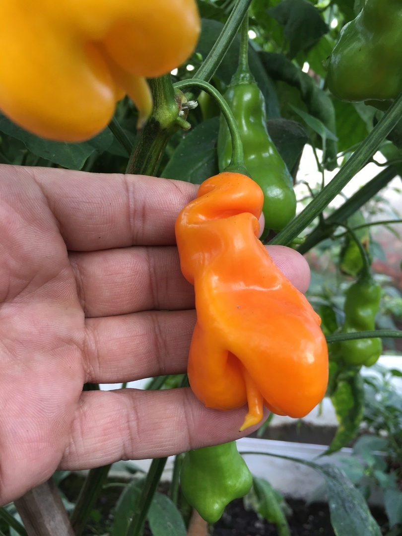 Сорт острого перца Erotico - фото 3