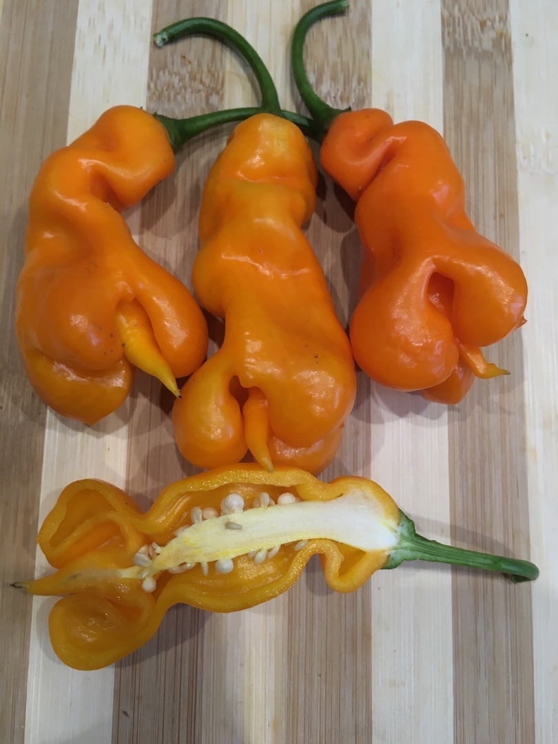 Плоды острого перца Erotico - фото 4