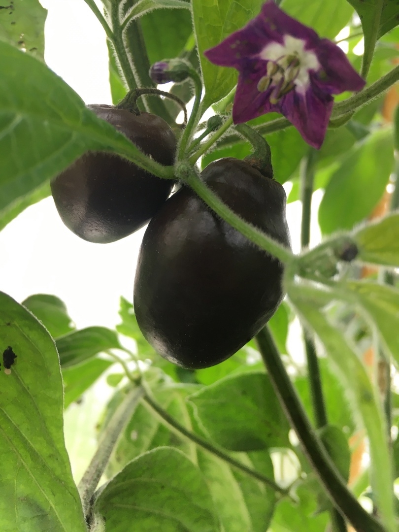 Семена острого перца Mini Rocoto Brown