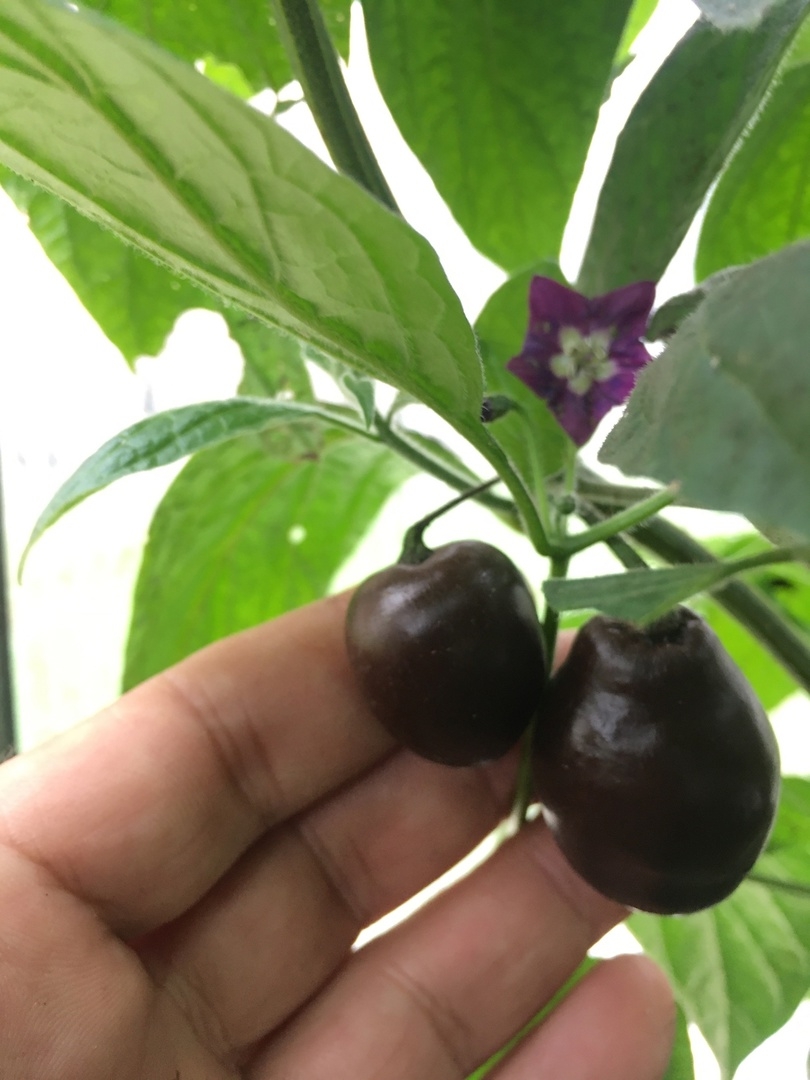 Плоды острого перца Mini Rocoto Brown - фото 4