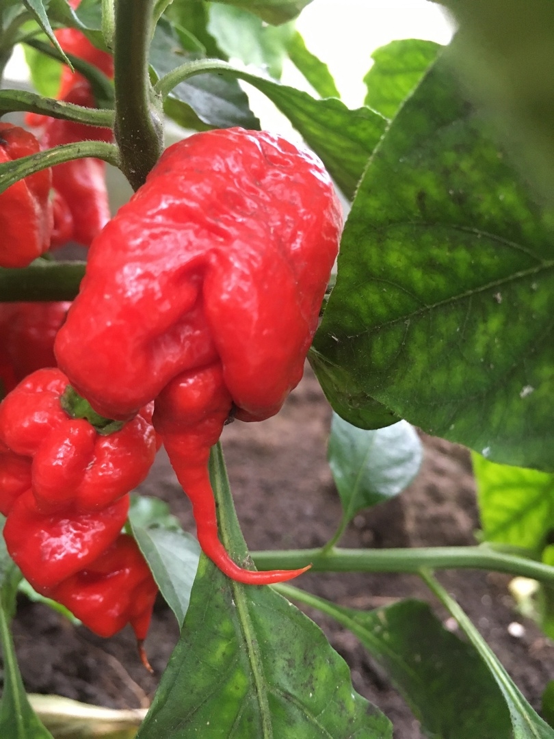 Семена острого перца The Beast