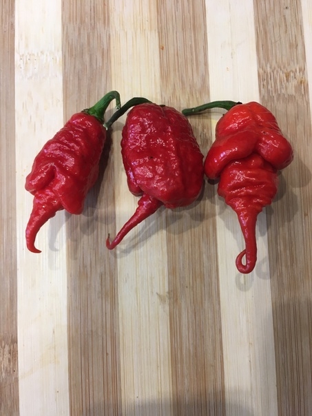 Сорт острого перца The Beast - фото 3