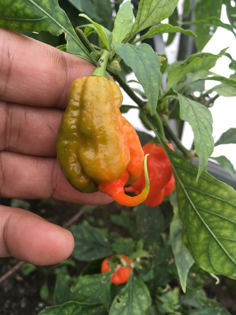 Плоды острого перца The Beast - фото 4