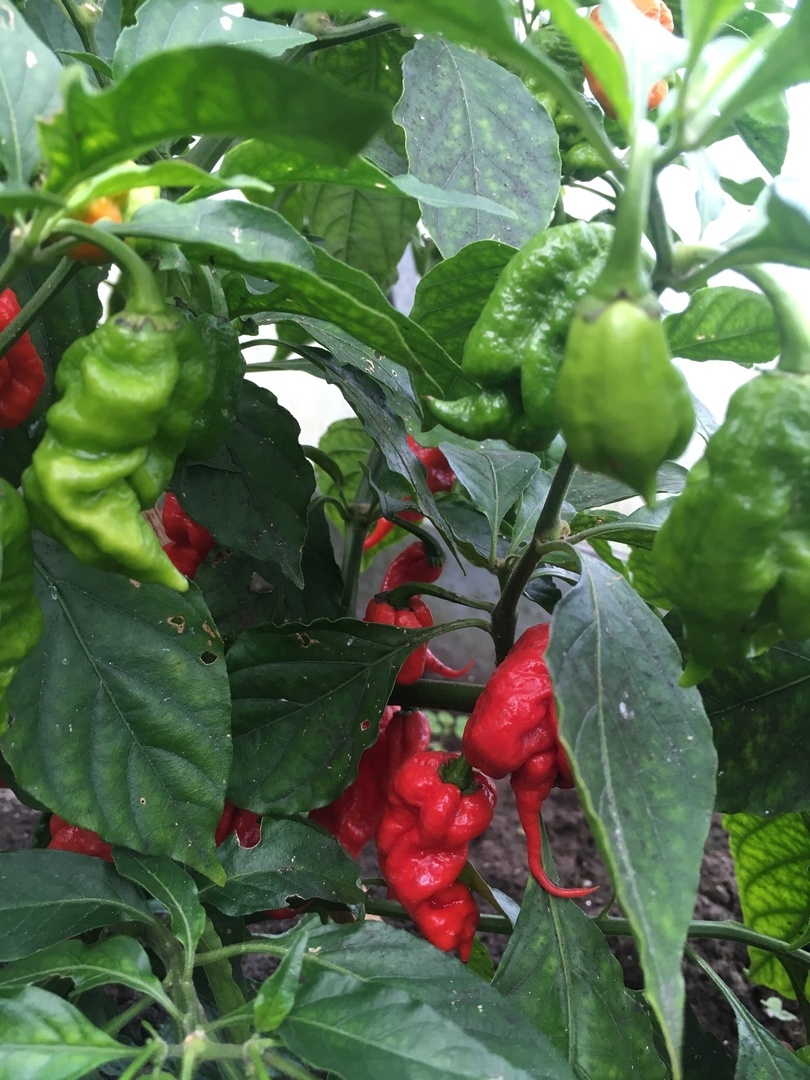 Что вырастает из семян острого перца The Beast - фото 5