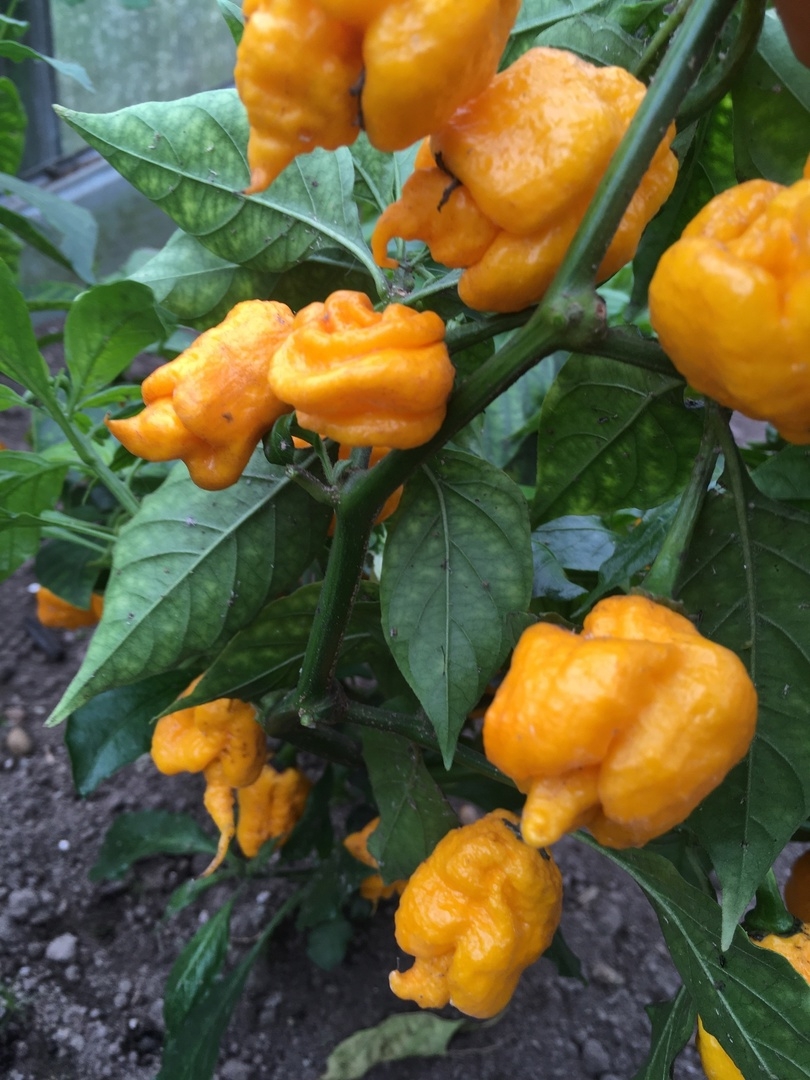 Семена острого перца The Beast Yellow