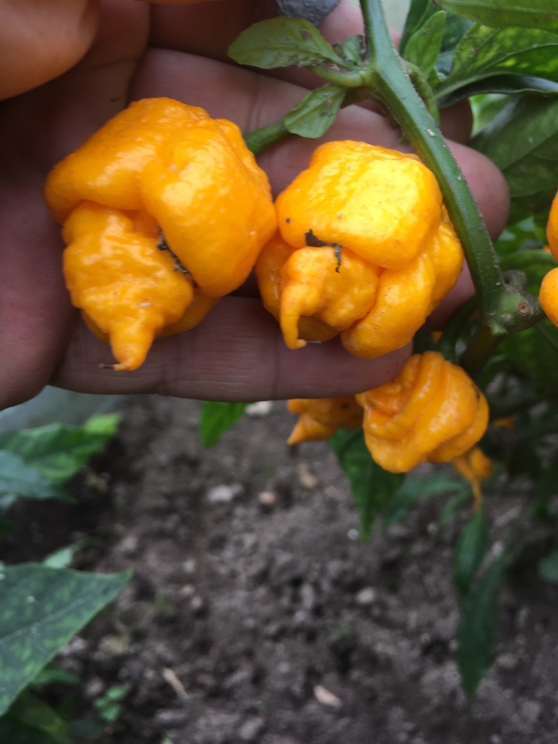 Сорт острого перца The Beast Yellow - фото 3