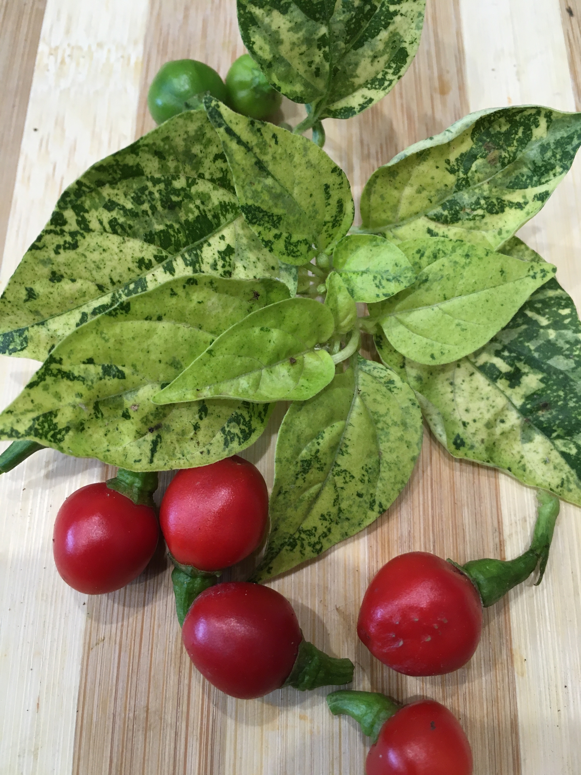 Семена острого перца Ninfadora