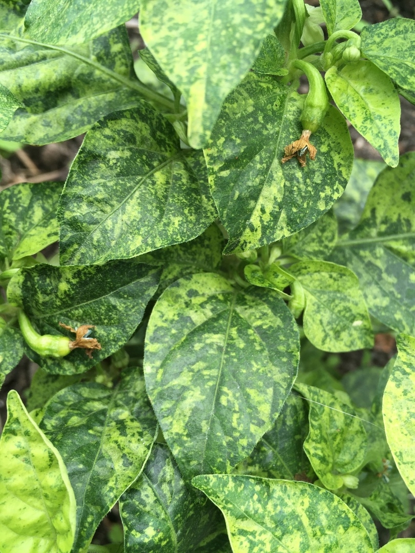 Выращивание острого перца Ninfadora - фото 2