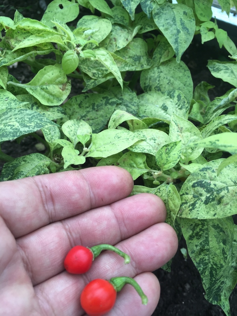 Плоды острого перца Ninfadora - фото 4