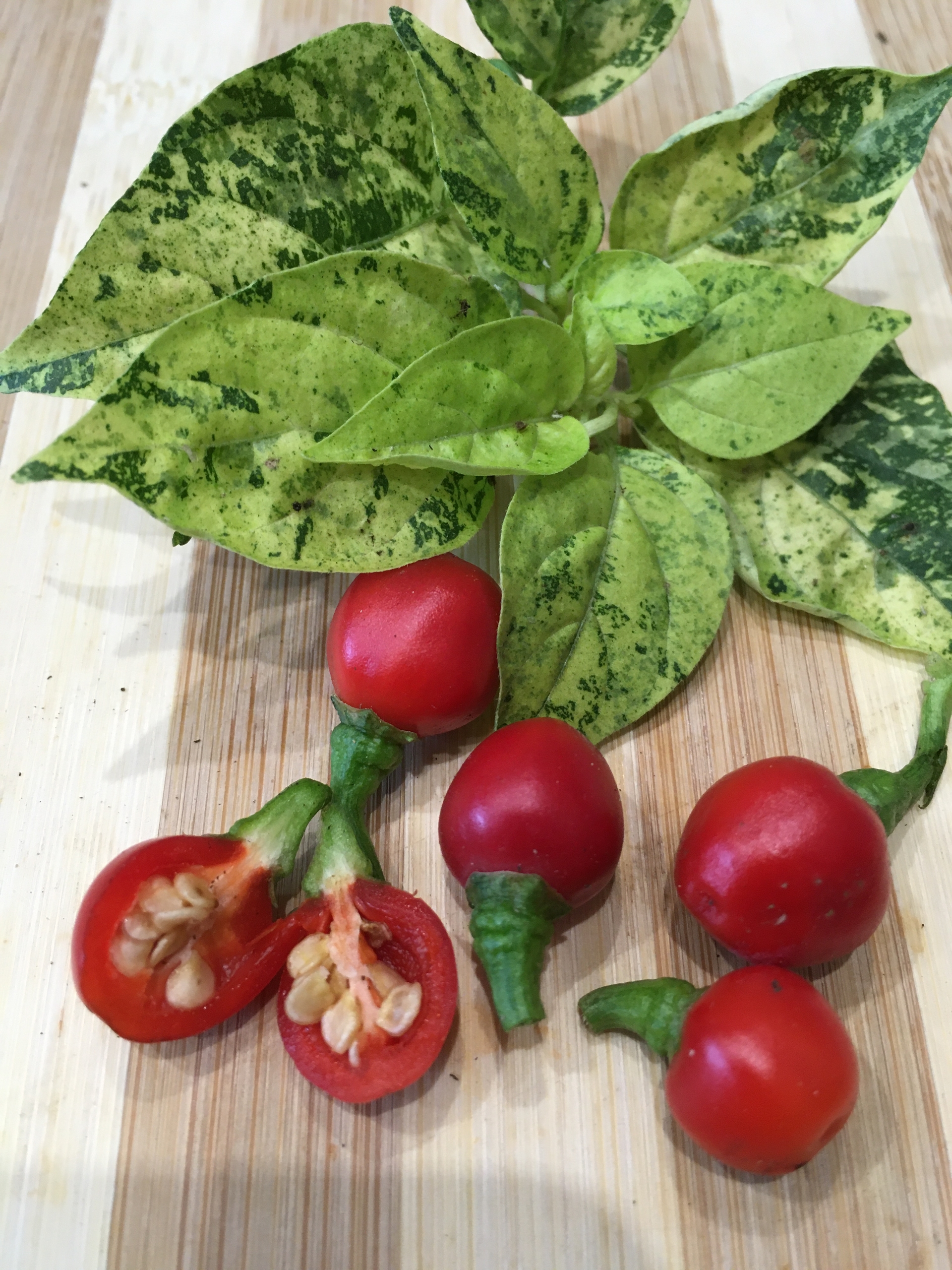 Что вырастает из семян острого перца Ninfadora - фото 5