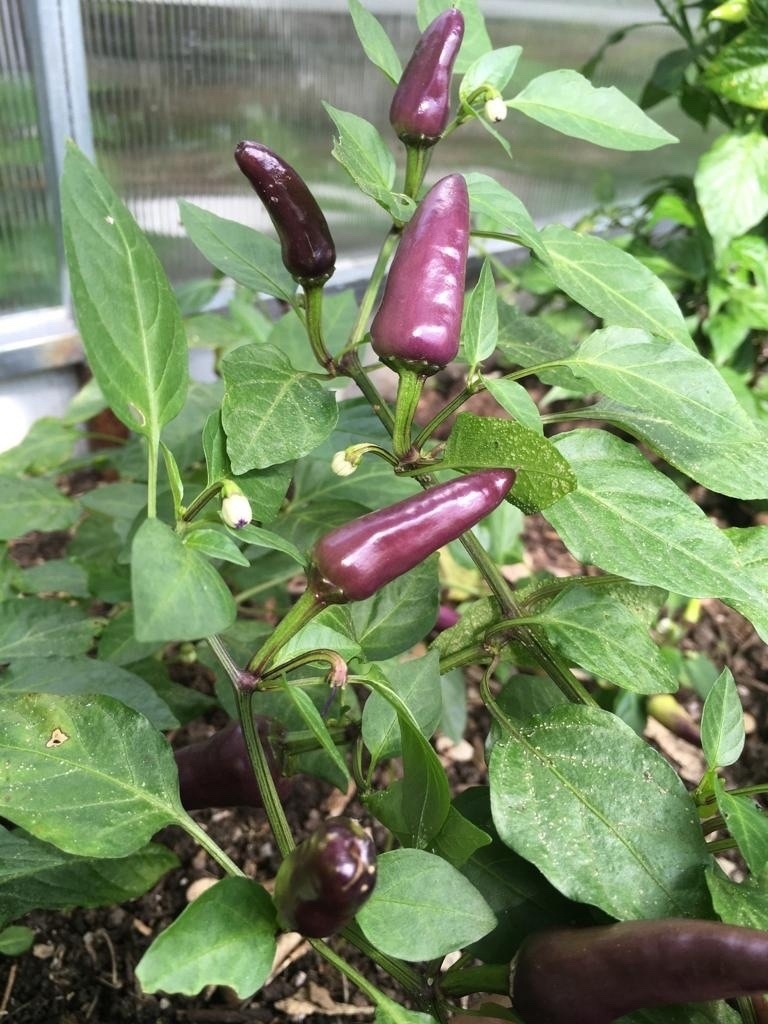 Семена острого перца Пурпурный