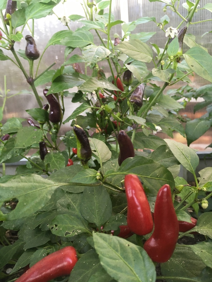 Сорт острого перца Пурпурный - фото 3