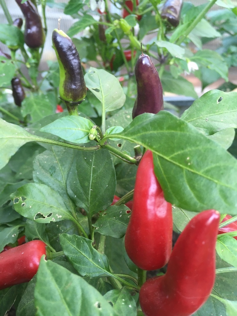 Плоды острого перца Пурпурный - фото 4