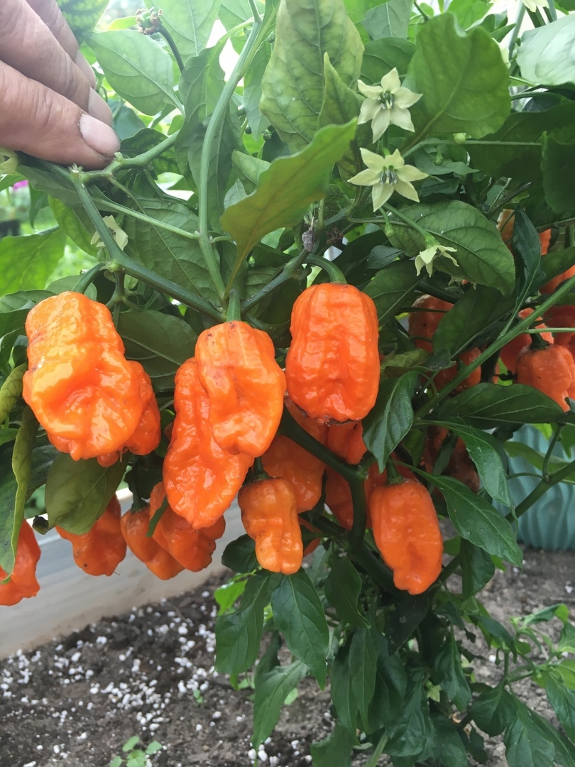 Семена острого перца Семена острого переца Bhut Orange Copenhagen