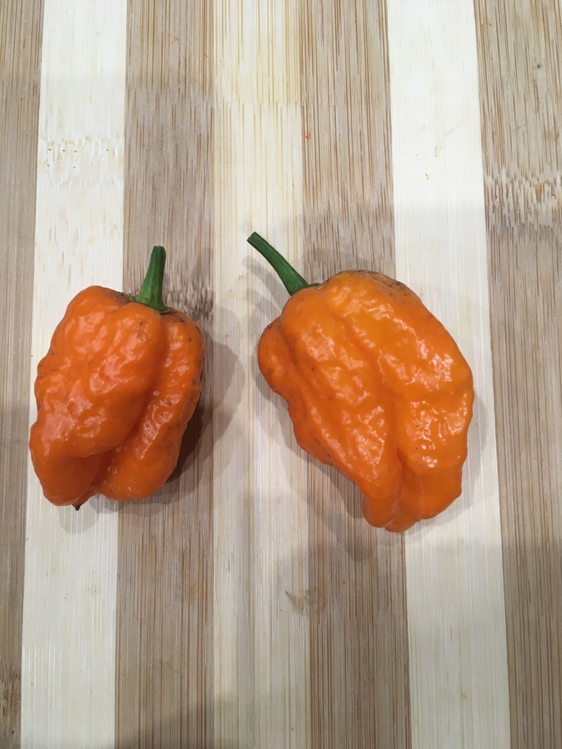 Выращивание острого перца Семена острого переца Bhut Orange Copenhagen - фото 2