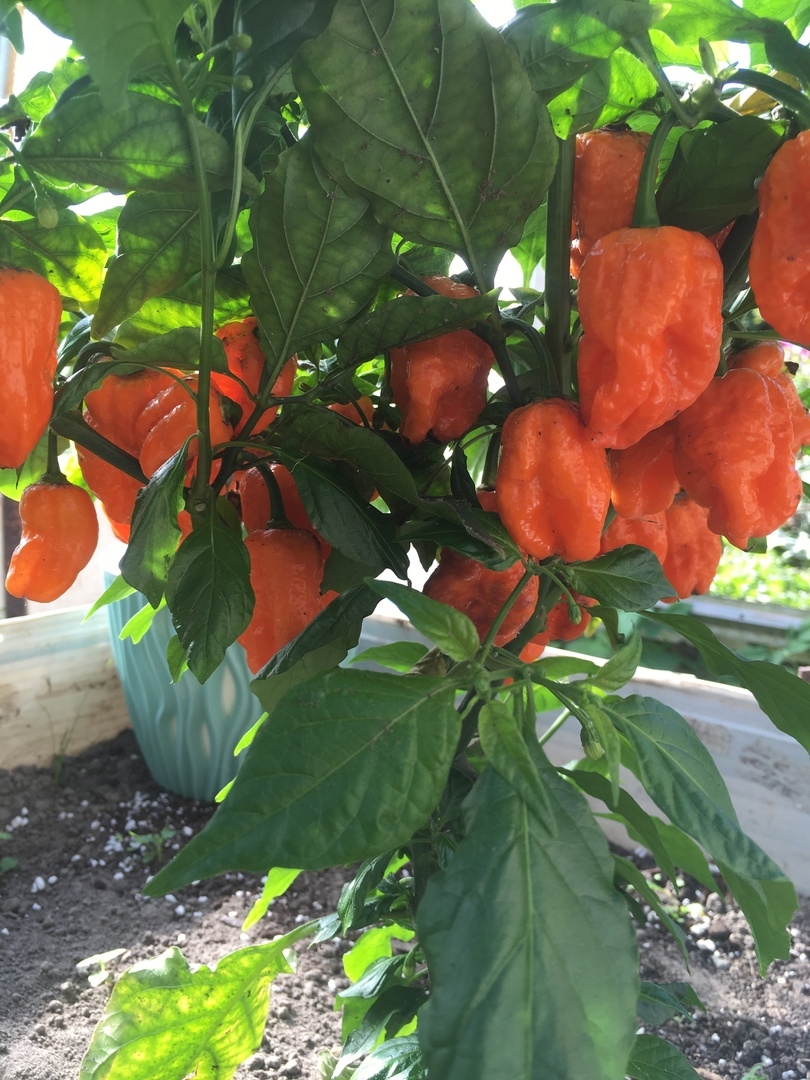 Плоды острого перца Семена острого переца Bhut Orange Copenhagen - фото 4