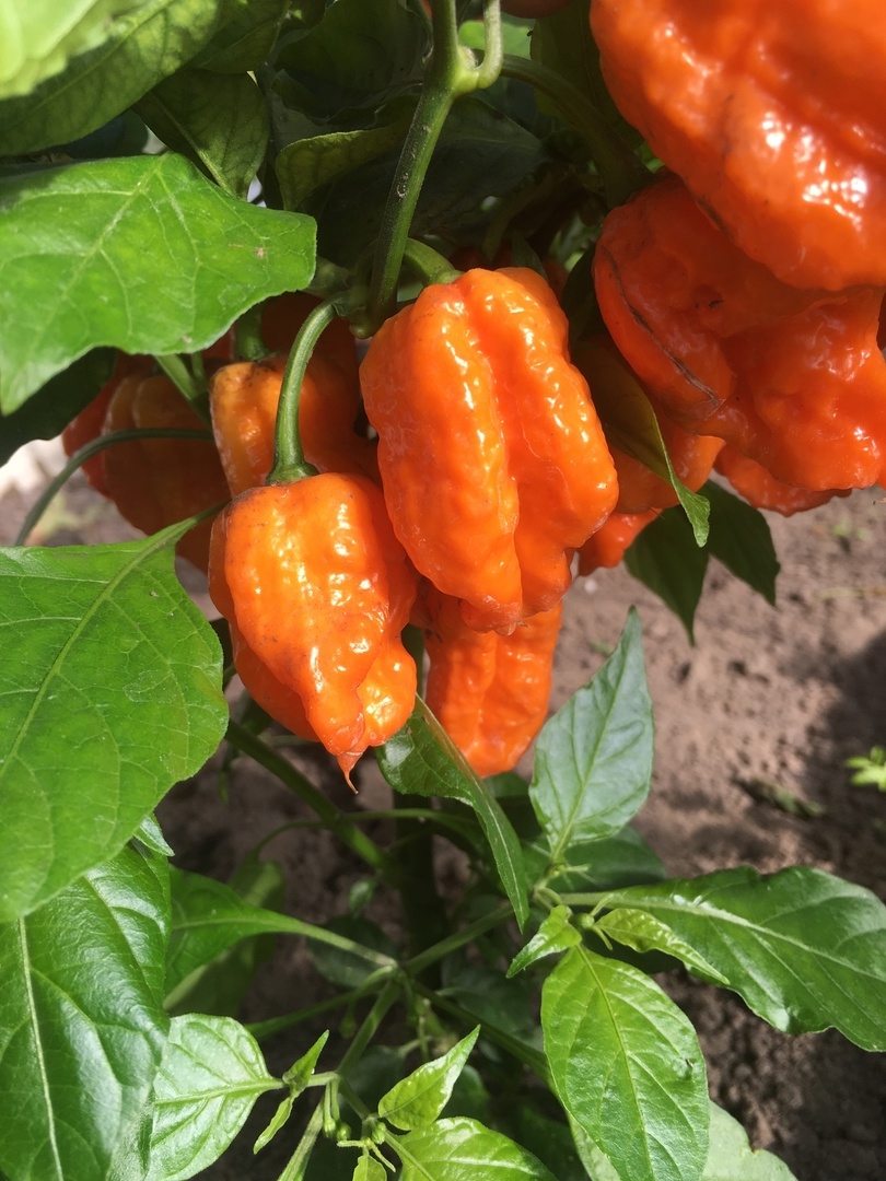 Что вырастает из семян острого перца Семена острого переца Bhut Orange Copenhagen - фото 5