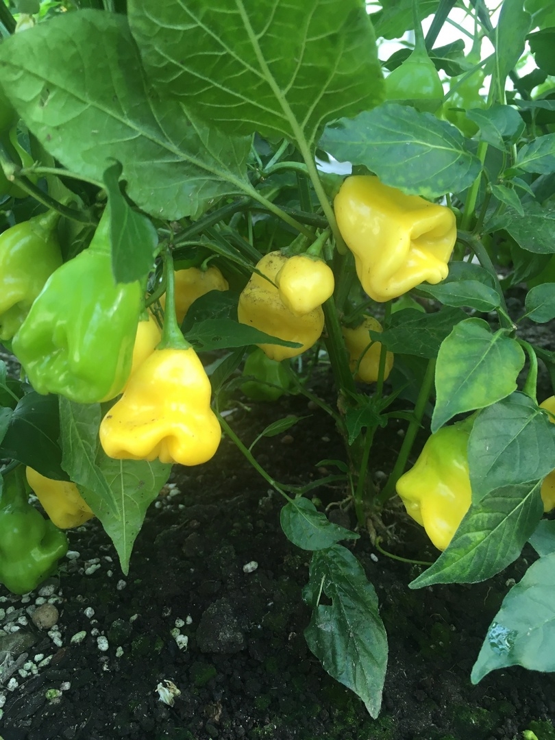 Семена острого перца Aji Fantasy