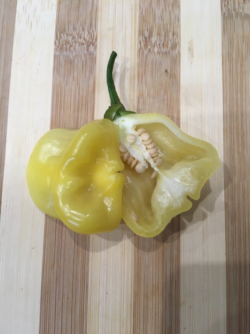 Выращивание острого перца Aji Fantasy - фото 2