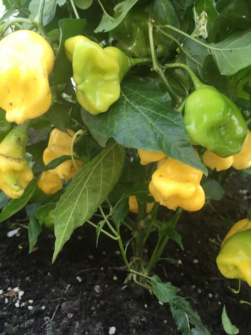 Сорт острого перца Aji Fantasy - фото 3