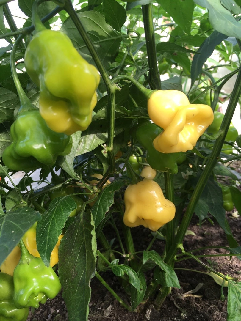 Что вырастает из семян острого перца Aji Fantasy - фото 5