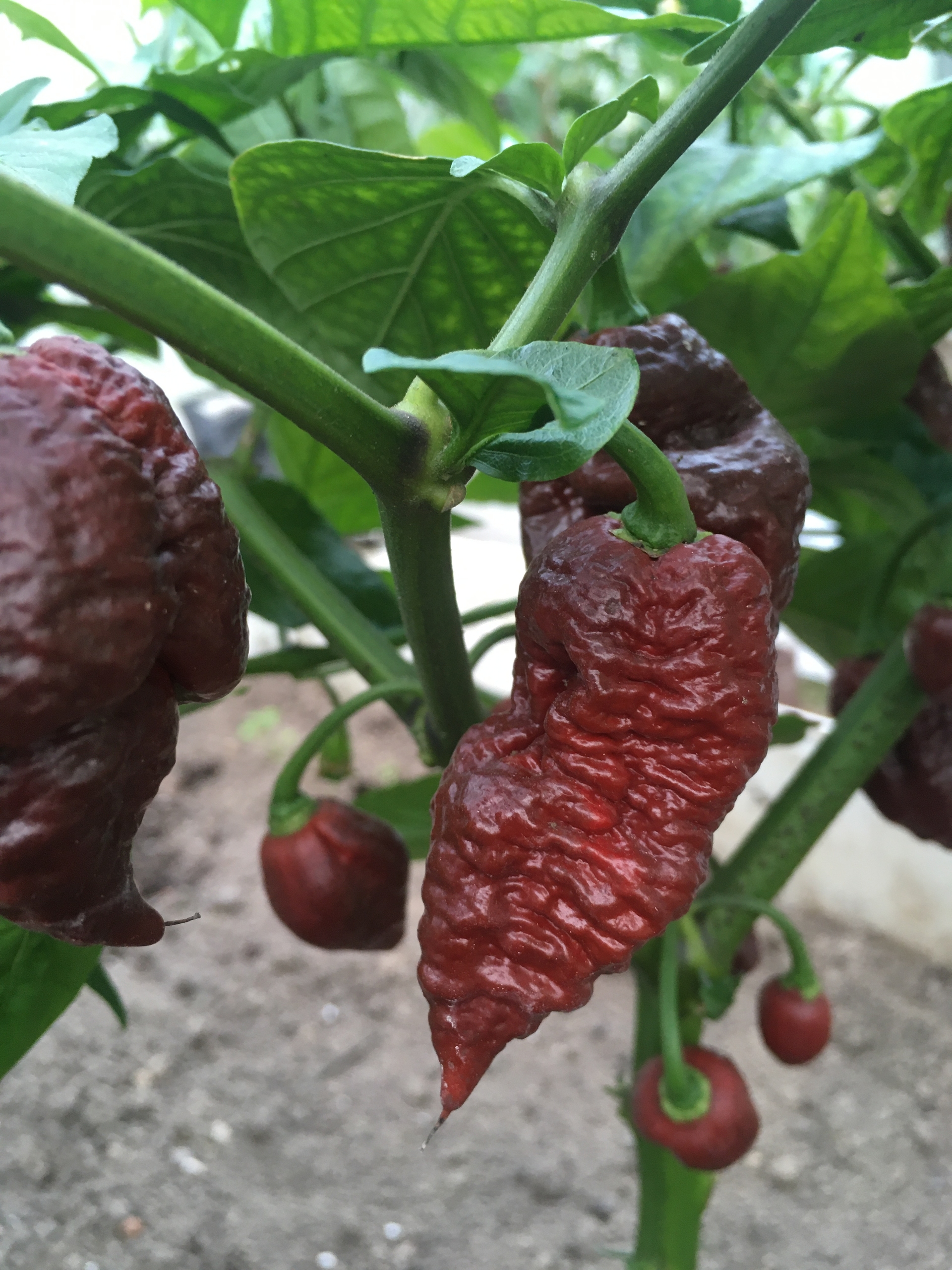 Семена острого перца Big Black Mama