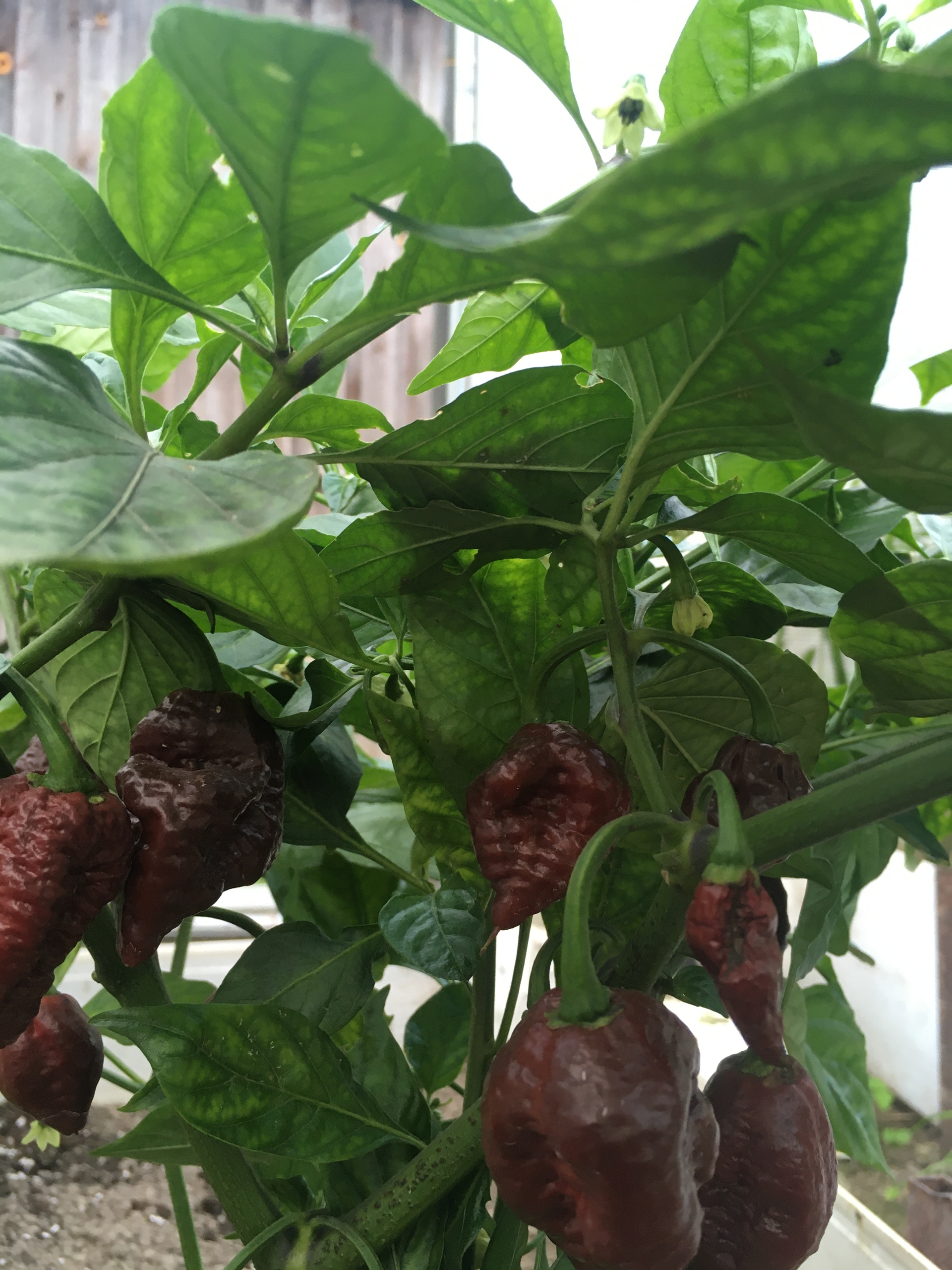 Выращивание острого перца Big Black Mama - фото 2