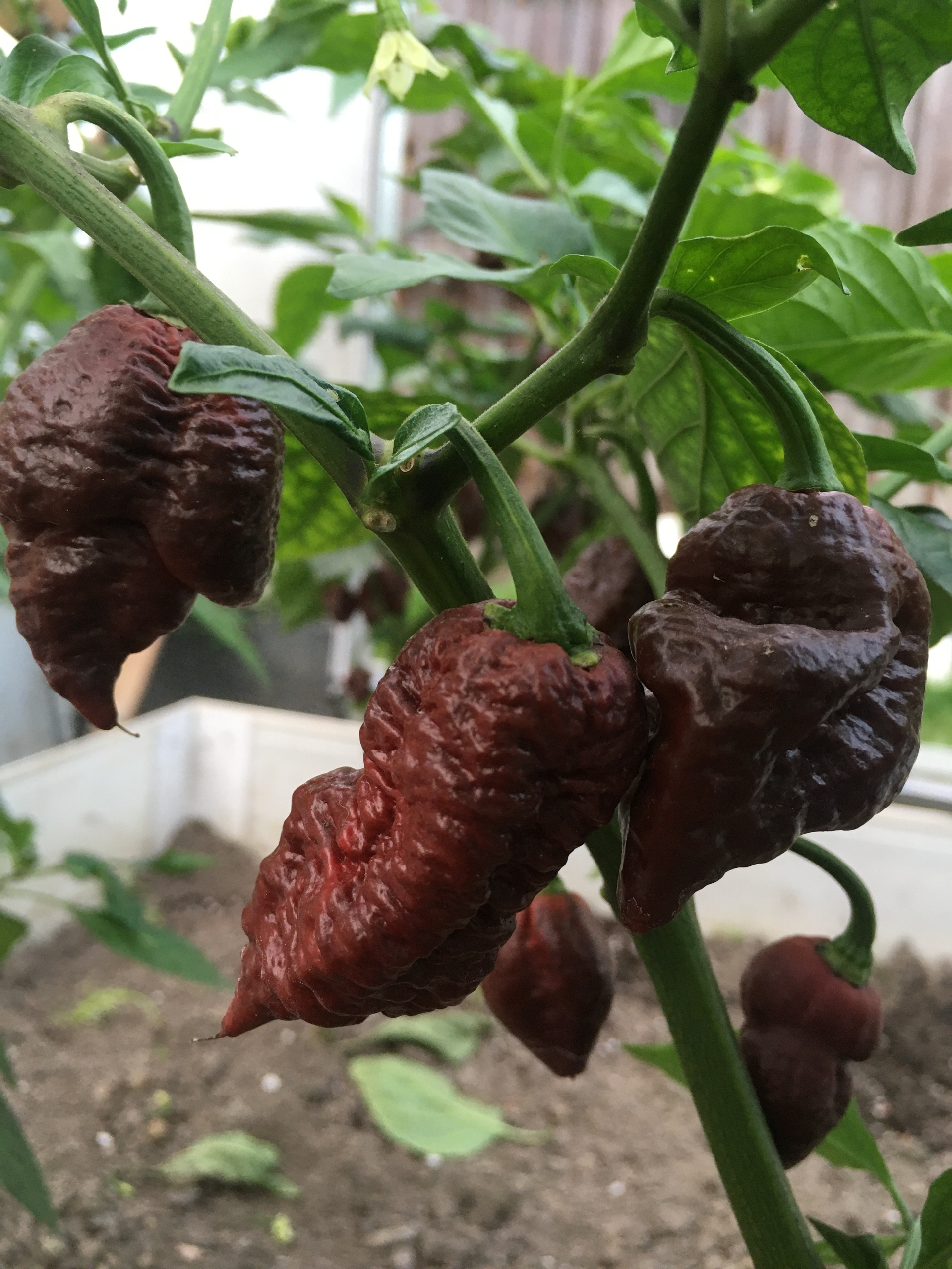 Плоды острого перца Big Black Mama - фото 4