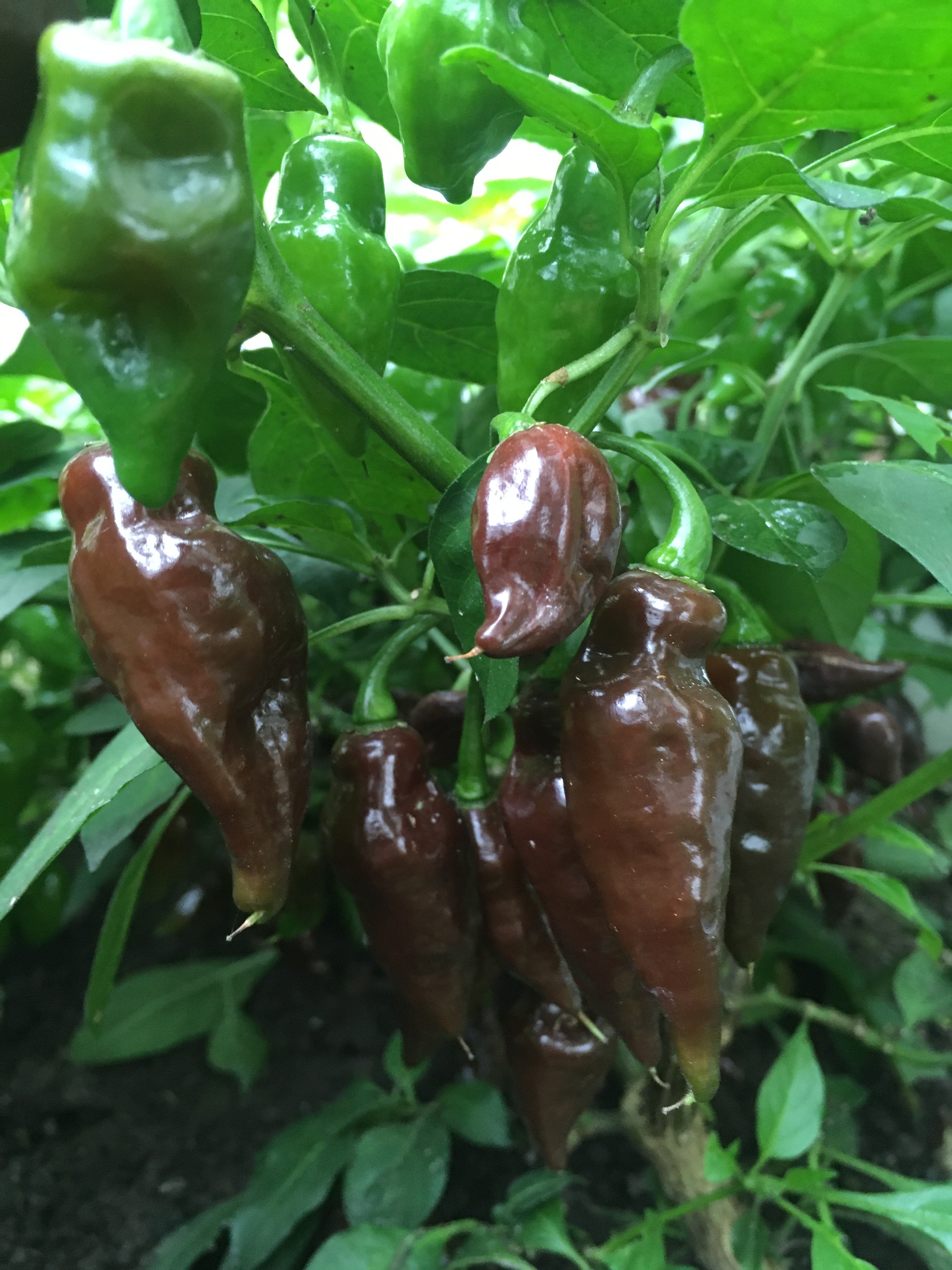 Семена острого перца SBS Chocolate Demon Habanero