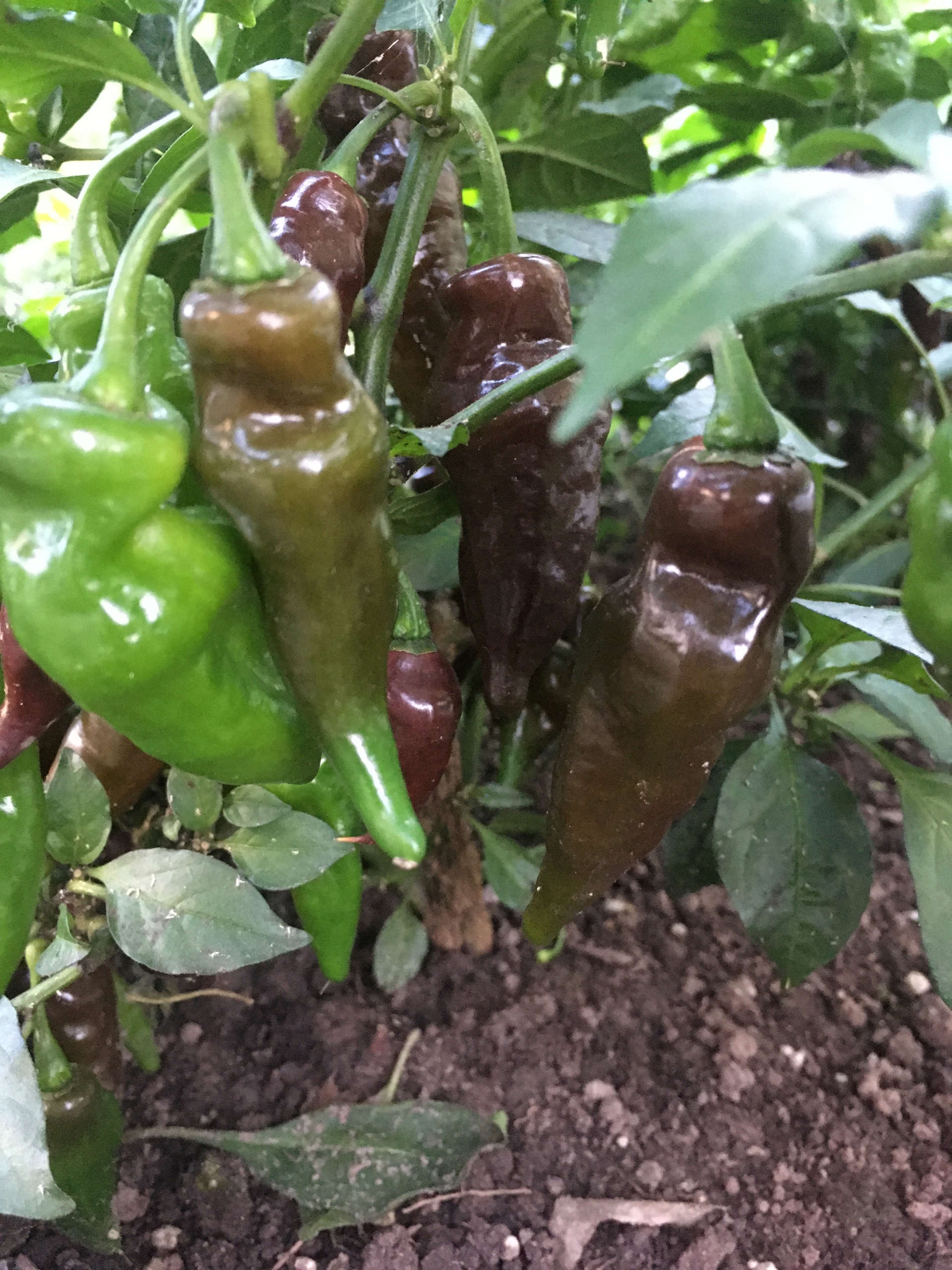 Выращивание острого перца SBS Chocolate Demon Habanero - фото 2