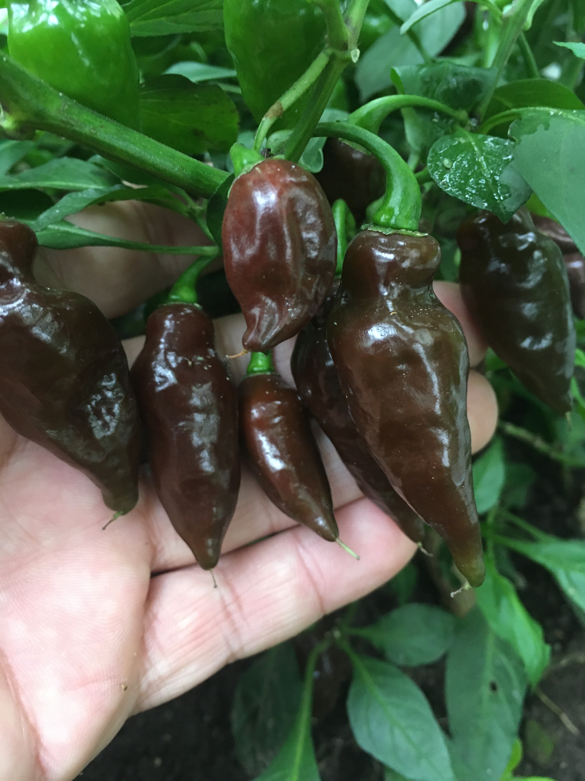 Сорт острого перца SBS Chocolate Demon Habanero - фото 3