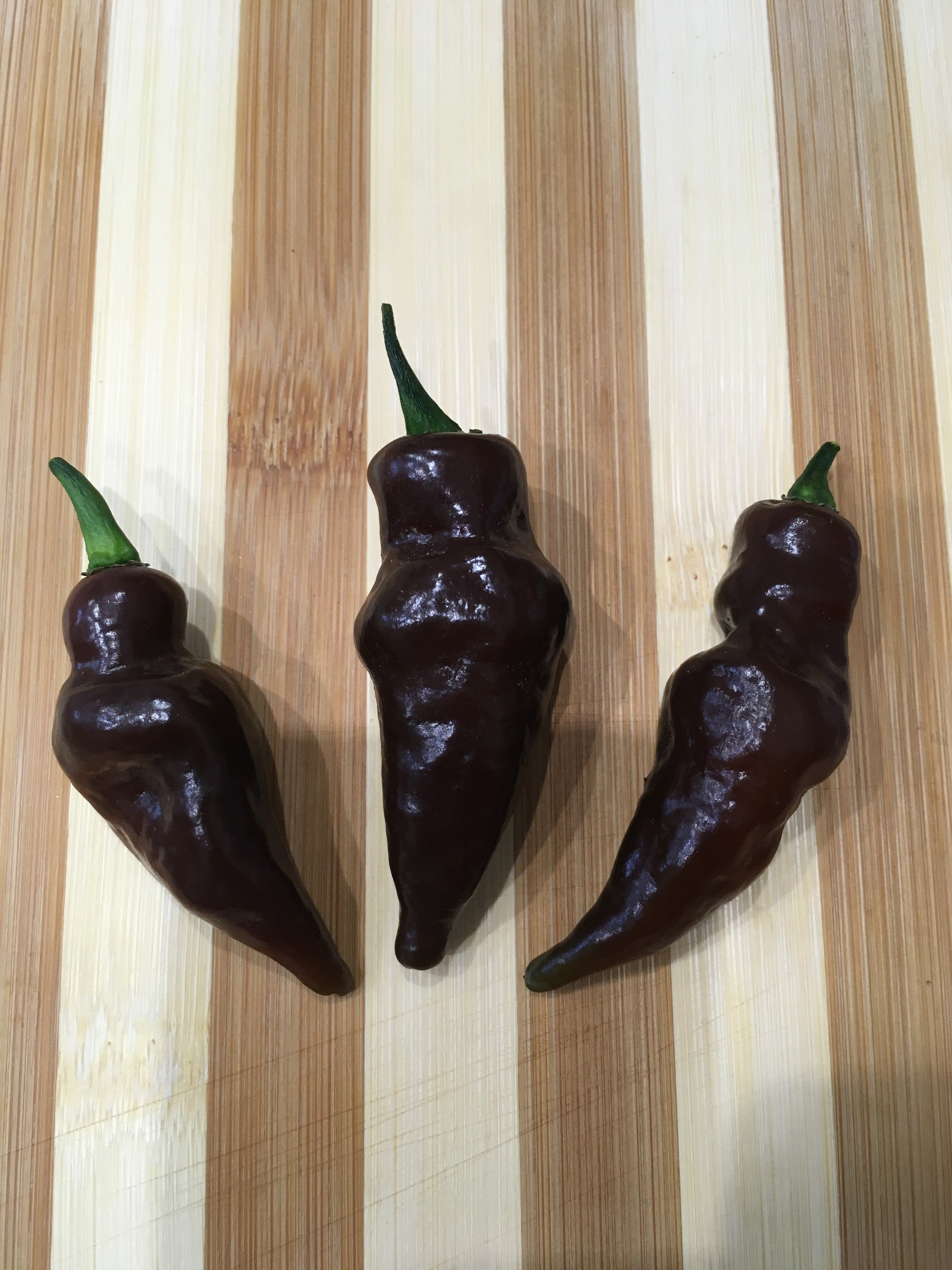 Что вырастает из семян острого перца SBS Chocolate Demon Habanero - фото 5