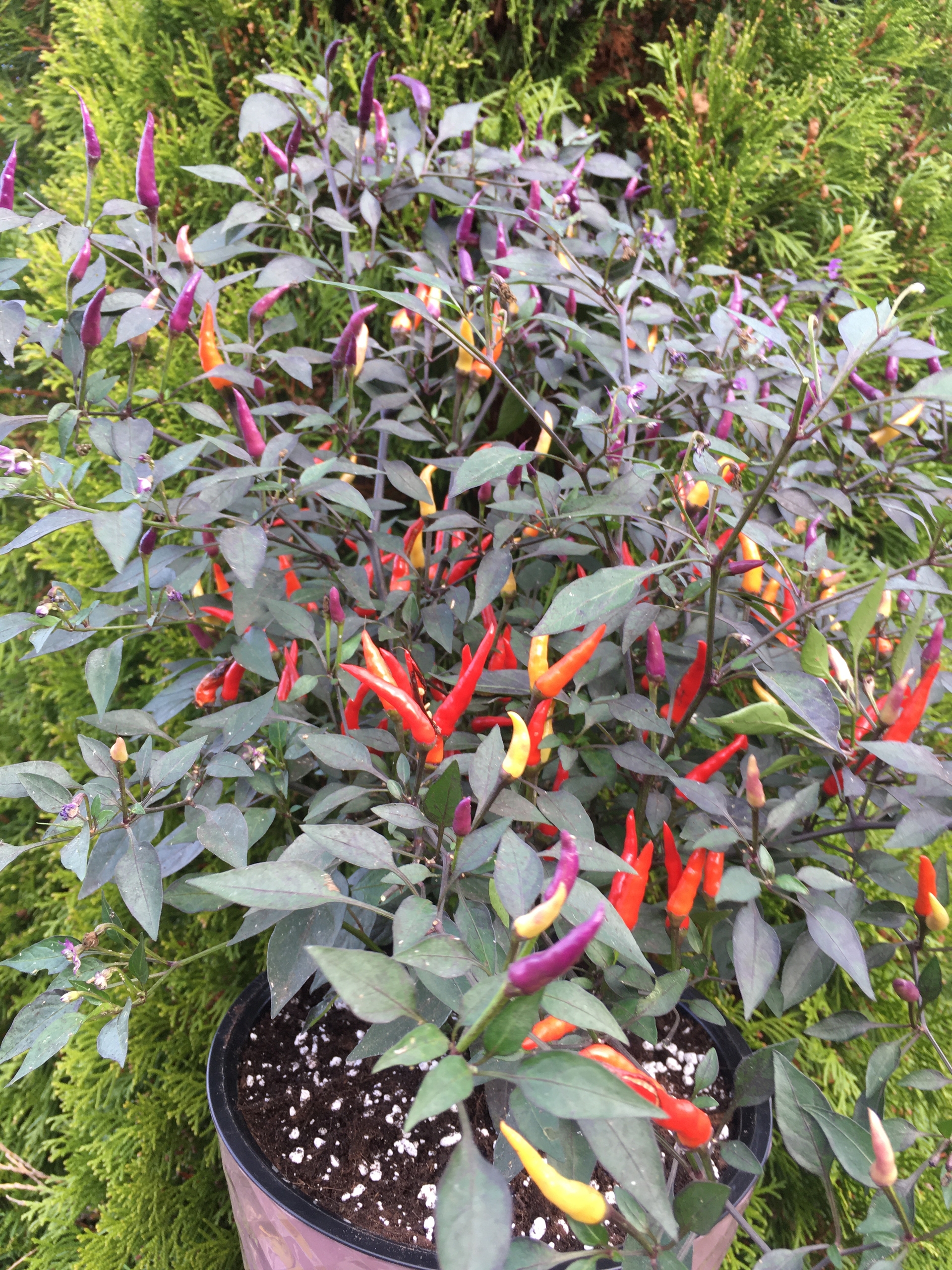 Семена острого перца Maui Purple Multicolor