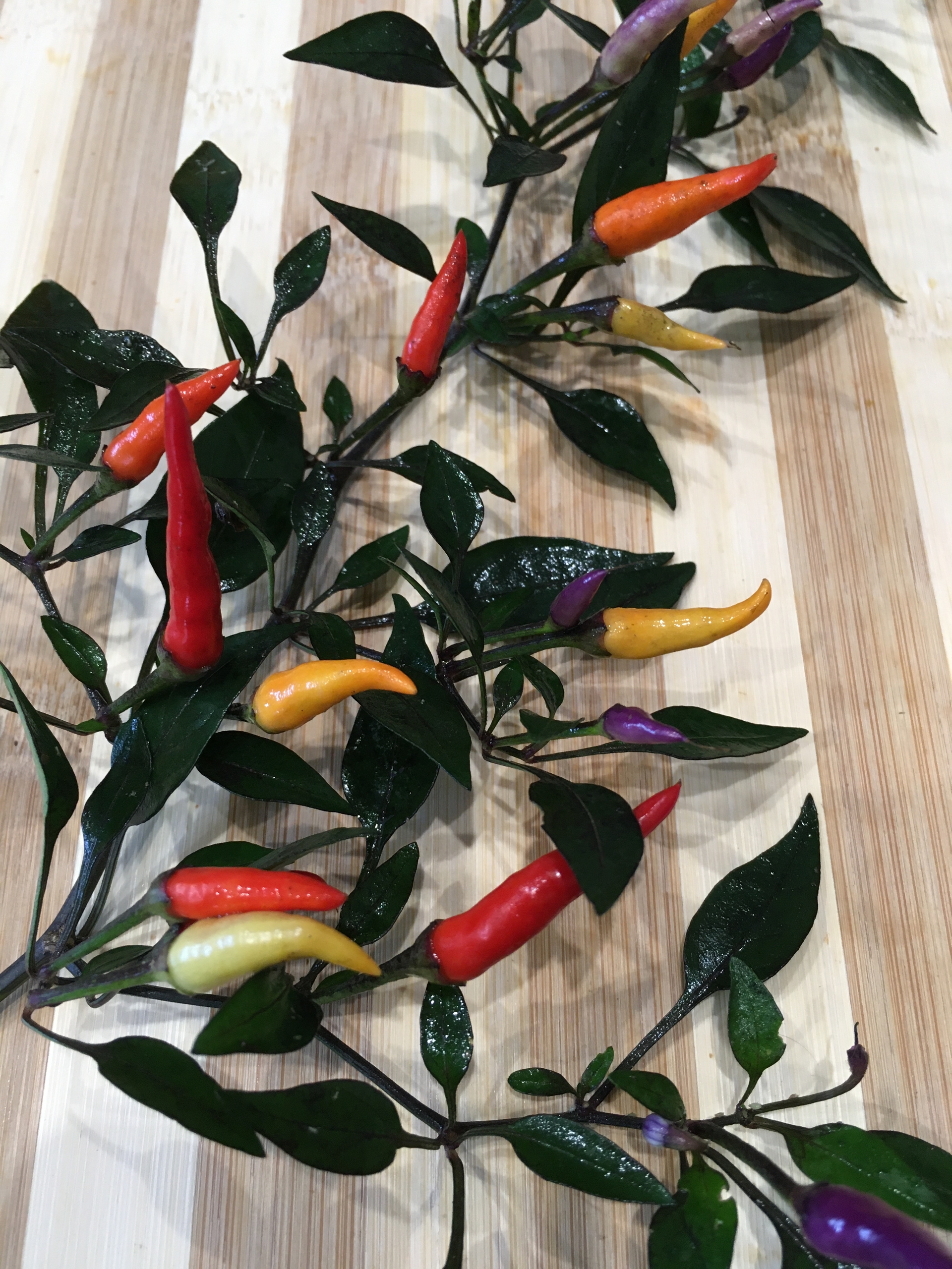 Выращивание острого перца Maui Purple Multicolor - фото 2